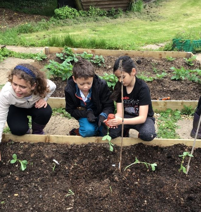 Children planting in the allotment