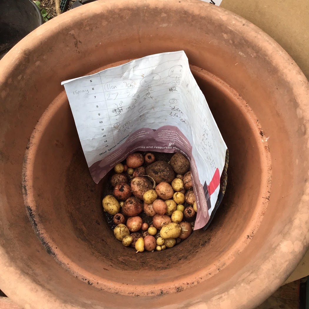 The harvested potatoes