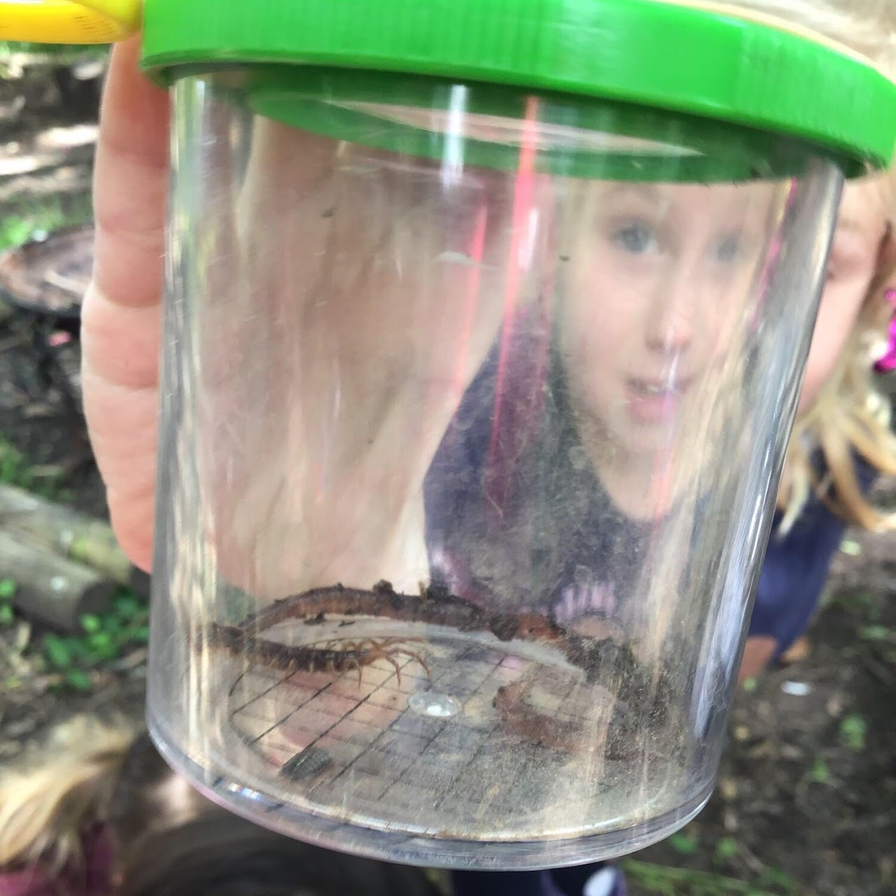 Bugs inside an observation pot