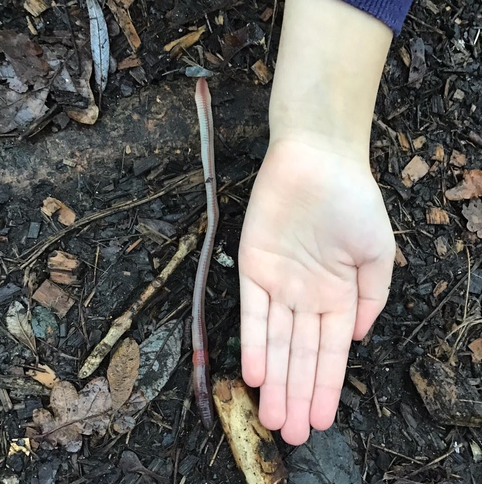 A child comparing the length of an earthworm to their hand