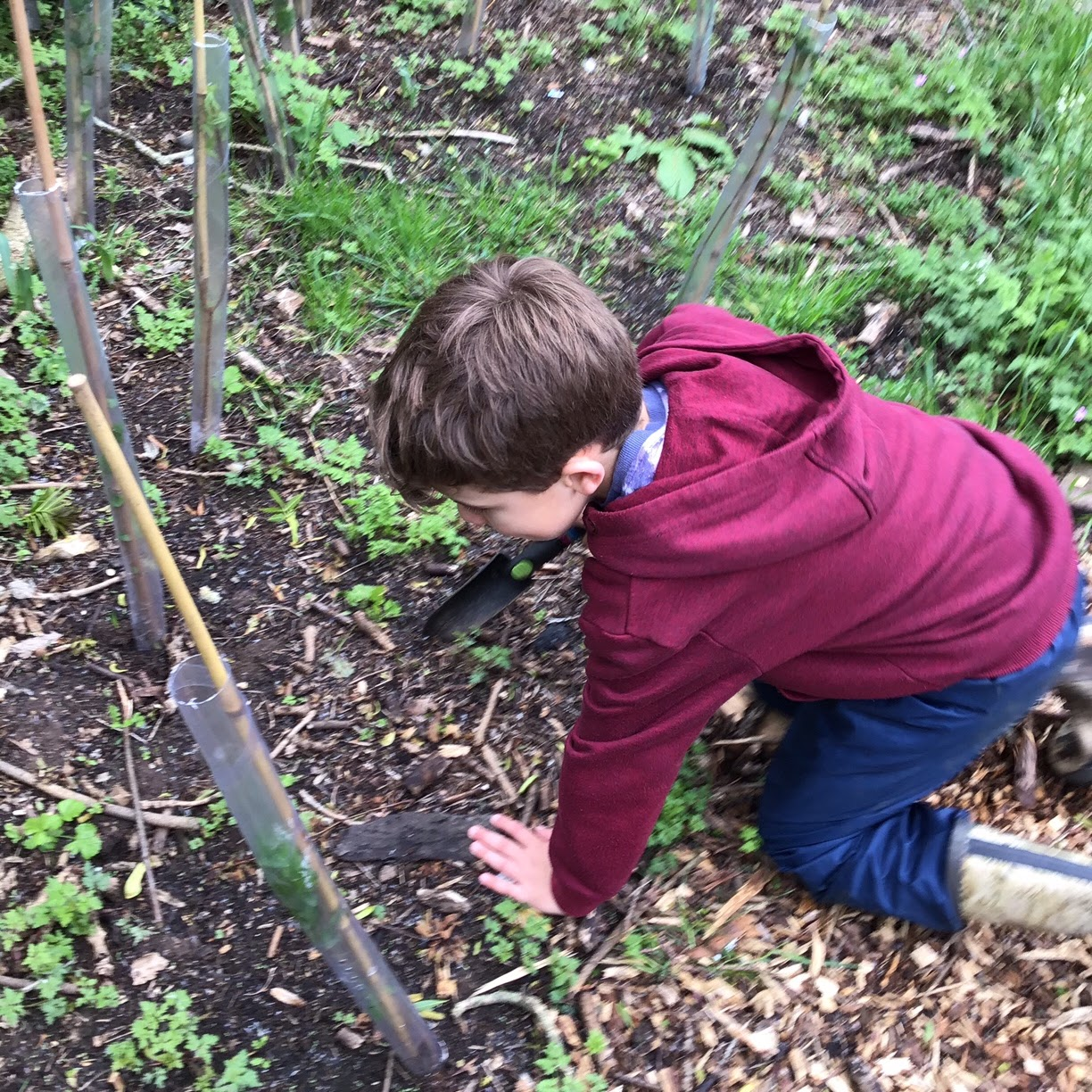 A boy planting a tree