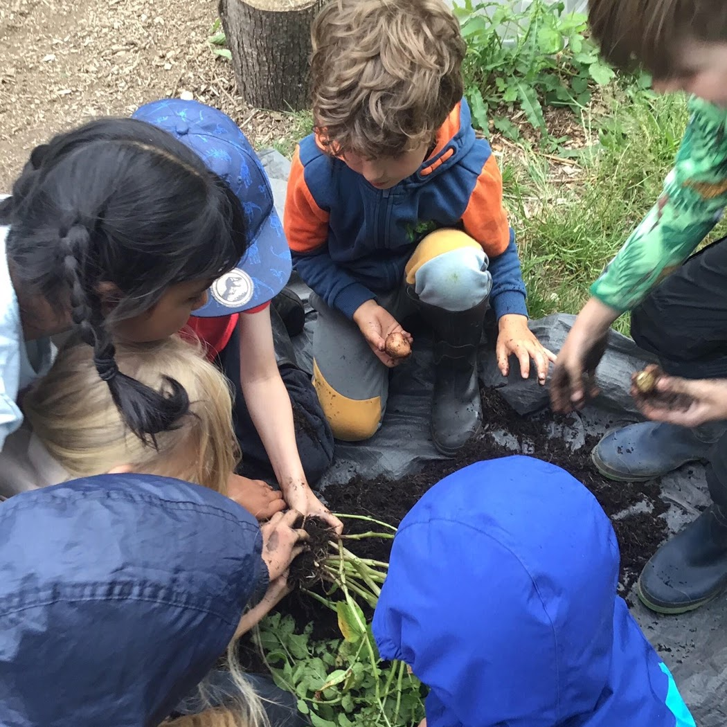 Children harvesting potatoes