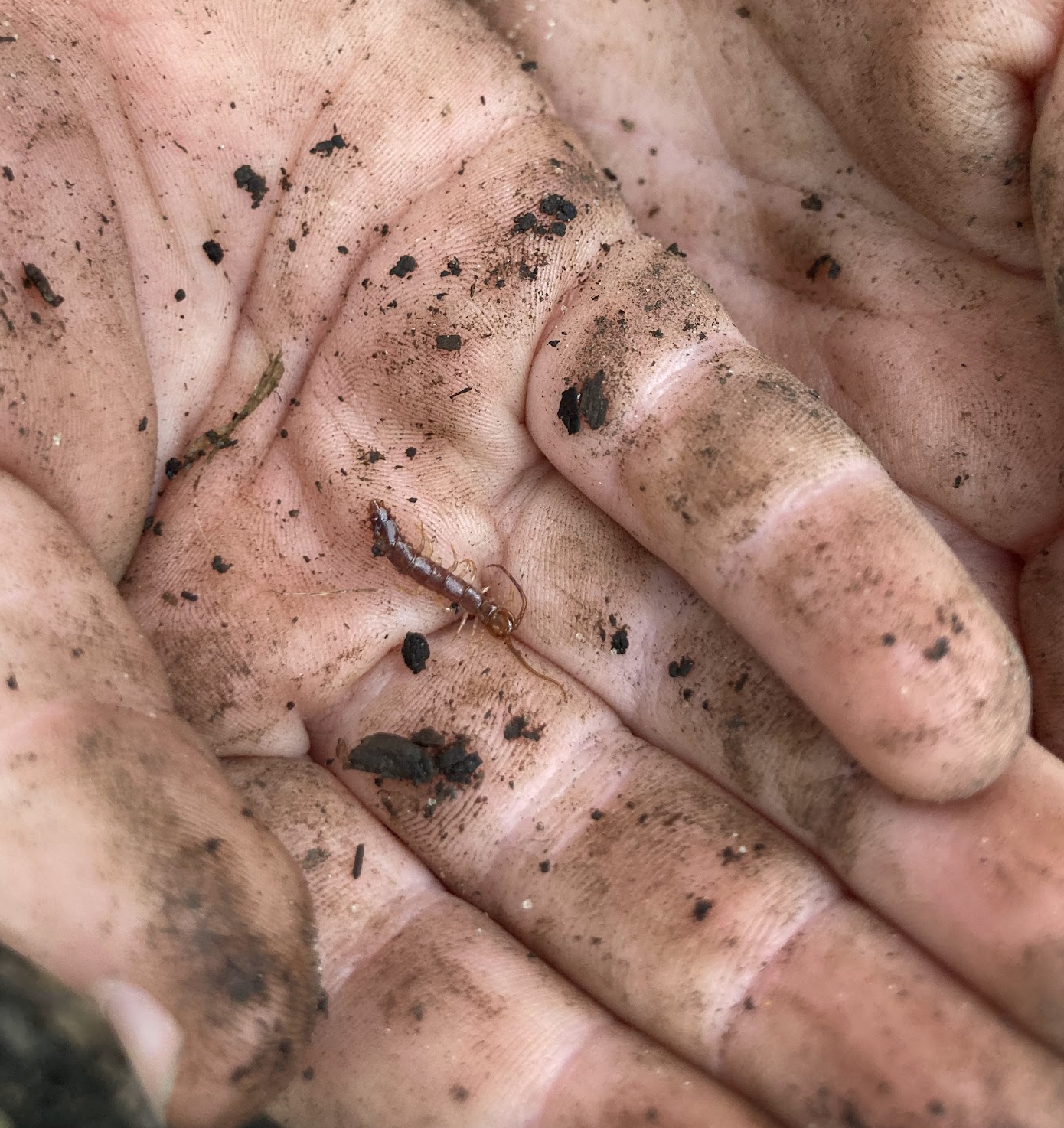 A child holding an earwig